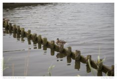 Impression from the Netherland