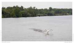 Startender Schwan