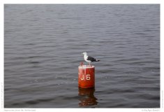 Impression from the Netherland