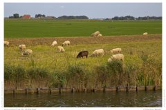 Impression from the Netherland