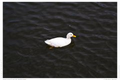 Impression from the Netherland