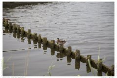Impression from the Netherland