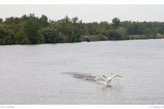 Startender Schwan Startender Schwan