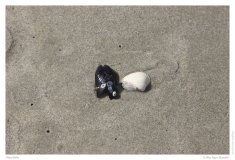 Muscheln
