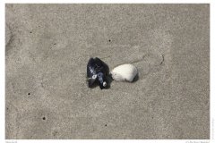 Muscheln