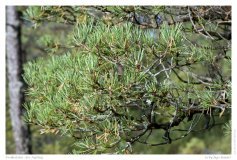Preikestolen - der Aufstieg