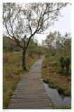 Holzweg
