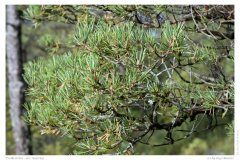 Preikestolen - der Aufstieg