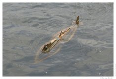 IMG_20060812_143541