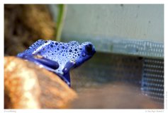 Froschkönig