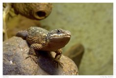 Reptilius