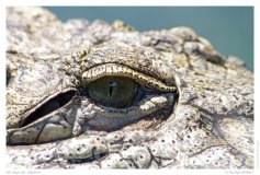 Im Auge des Aligators