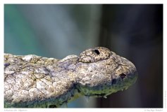 Schnauze des Aligators