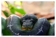 Reptilien