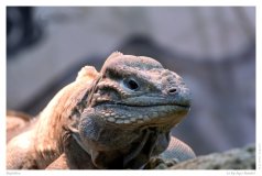 Reptilien