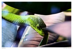 Reptilien
