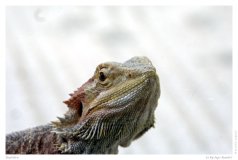 Reptilien