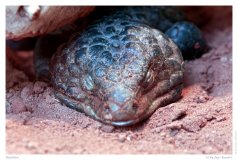 Reptilien