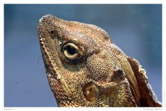 Reptilien