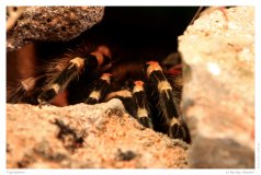 Vogelspinne