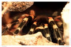 Vogelspinne