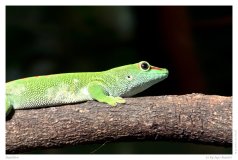 Reptilien