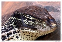 Reptilien