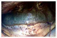 Froschart