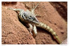 Reptilien