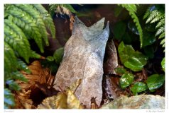 Froschart