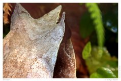 Froschart