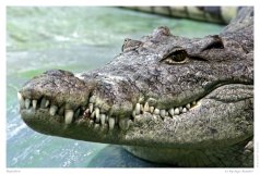 Reptilien