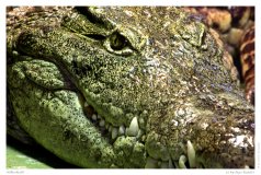 Nilkrokodil