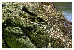 Nilkrokodil