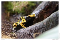 Froschart