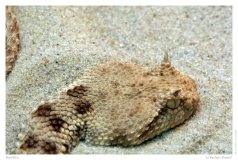 Reptilien