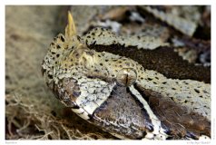 Reptilien
