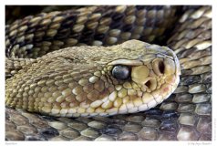 Reptilien