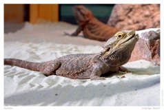 Reptilien