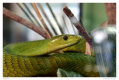 Reptilien