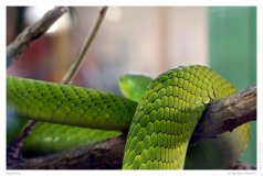 Reptilien