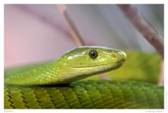 Reptilien