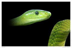 Reptilien