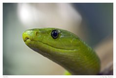 Mamba