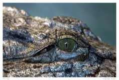 Das Auge