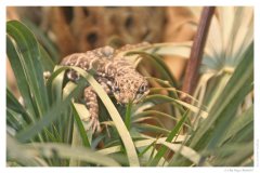 IMG_20090130_113842