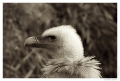 IMG_20110312_122212